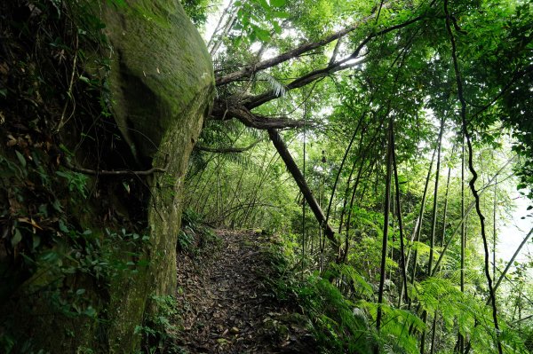 苗栗 大湖 金童山、玉女山、汶水山2806909