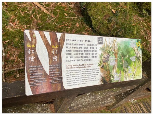 阿里山神木群棧道2771605