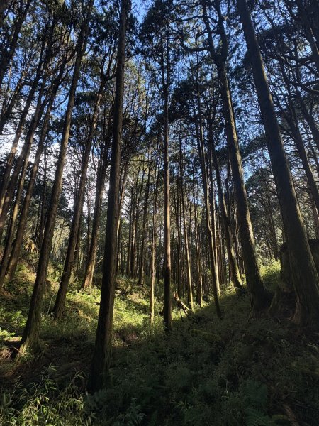 20251225塔山步道(大塔山)2970321