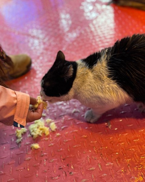 西藏♥️可愛動物🐎人物寫真/拉薩旅拍/美食2903034