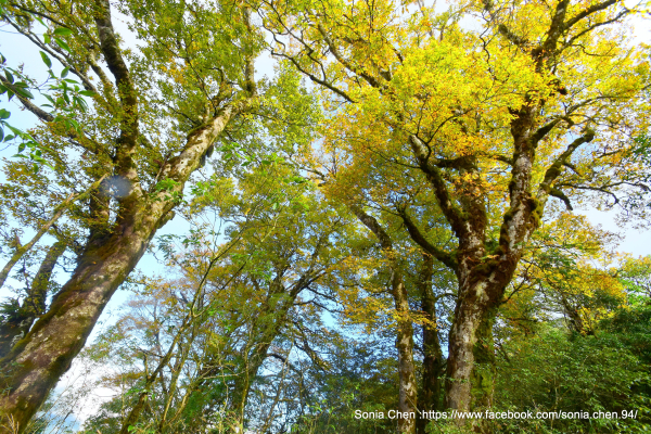 一抹微金，太平山山毛櫸  2025 D1108 ~ 1109 銅山 & 雅音山