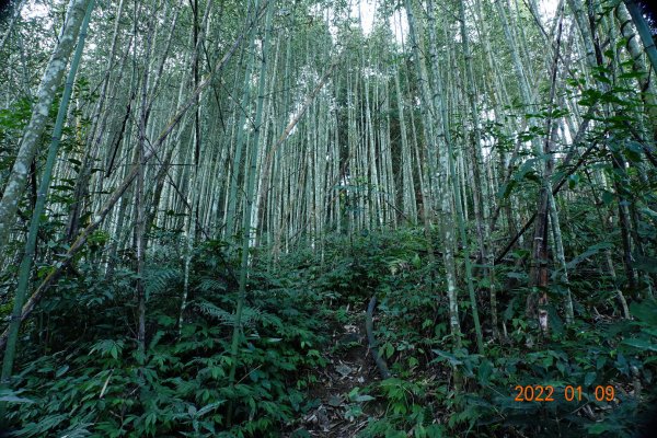 苗栗 泰安 南坑山1577989