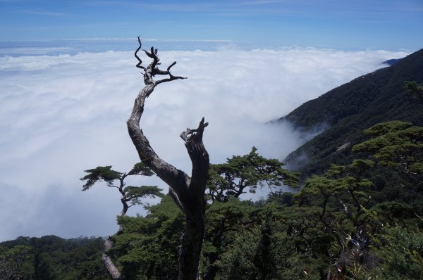 無與倫比的臺灣鐵杉與雲海～北大武山1125144