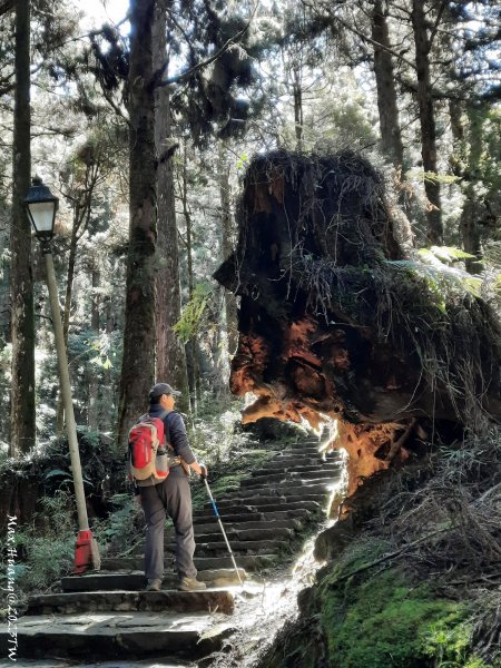 《嘉義》森鐵雲海｜阿里山祝山觀日步道對高岳車站202312292388841