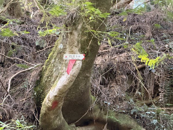 1141122特富野古道2995411