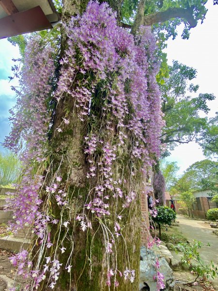 嘉義賞花趣--天宮石斛花瀑、竹崎公園花旗木    2021/4/141349436