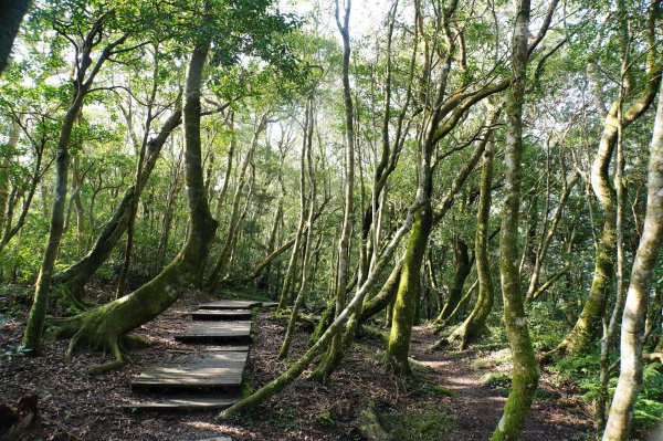 桃園-三峽 志繼山、東眼山、拉卡山、卡外山3005189