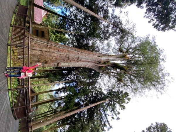 阿里山神木園區1497382