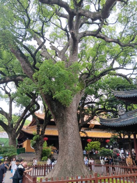 普陀山島：普陀山-佛頂山（慧濟寺:皇家寺廟）2820541