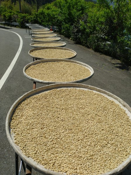 2022-04-09 迷糊步道_福山古道O型1668185