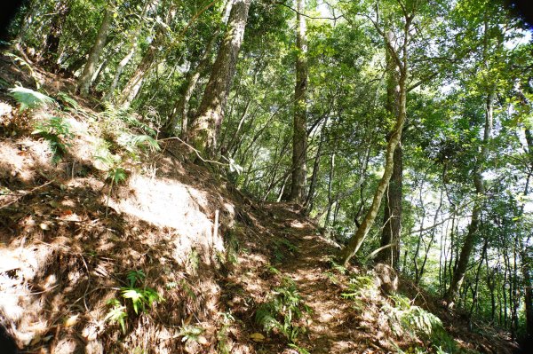 新竹 尖石 芝生毛臺山、虎禮山2903147