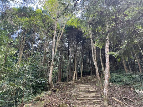 加里山 大坪登山口 杜鵑嶺 加里山P形1900968