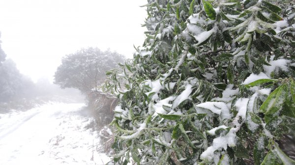 台北後花園下雪了 ！1232090