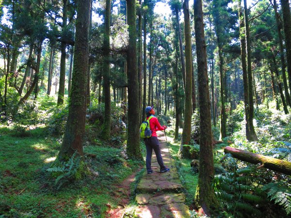 夏觀碧草如茵：頂山石梯嶺步道648275