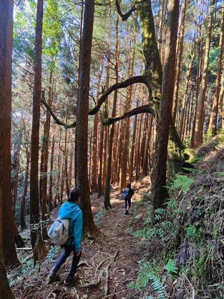 特富野古道>東水西峰>東水山>玉兒山>特富野古道（逆O)2743798