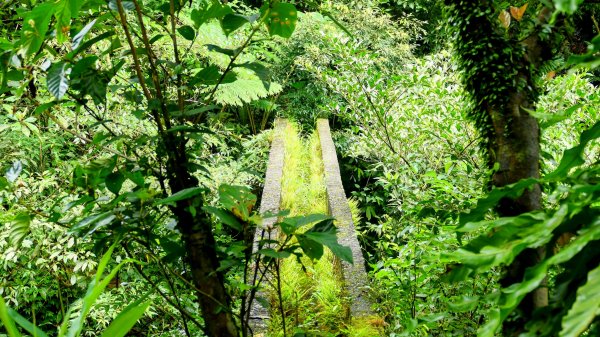 蛇子形古道。美廠產能完售2784736