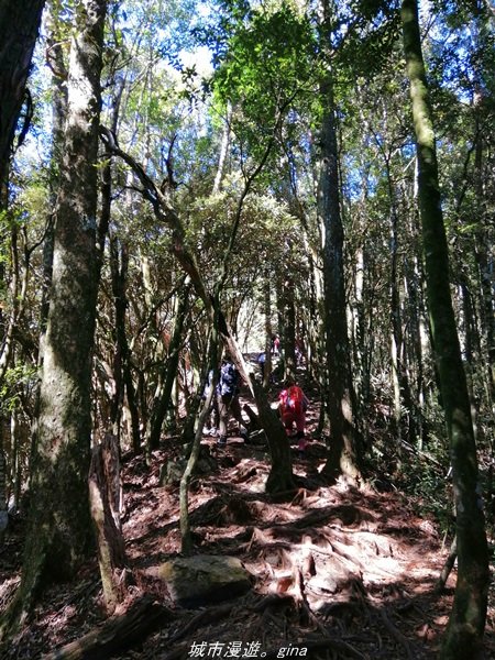 【台中。和平】綠蔭杉林大口森呼吸。 橫嶺山自然步道x橫嶺山主峰1497940