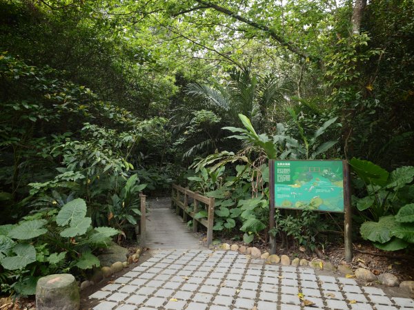 [淡蘭古道] 2026_0523 南路第一段_富陽自然生態步道3069294
