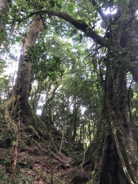 魯壁、東穗、大島、石麻達、屯野生臺連走193737