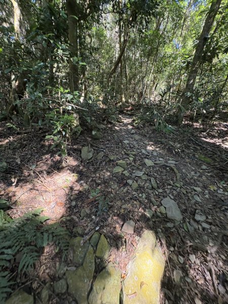 20251116鳴海山、網子山登山步道2938348
