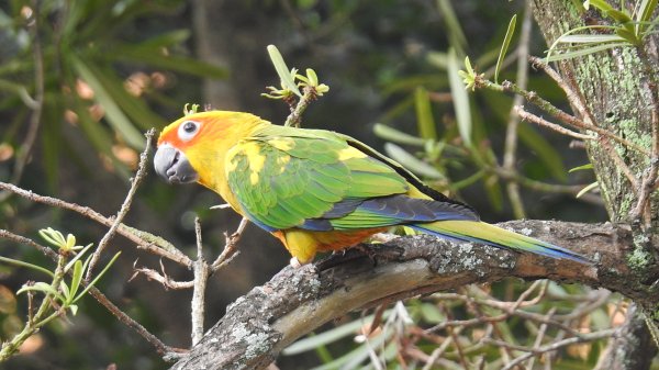 中正紀念堂-花鳥&大屯山雲海（山嵐）2/12703307