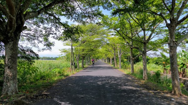 頭城綠色隧道,八角瞭望台2549372