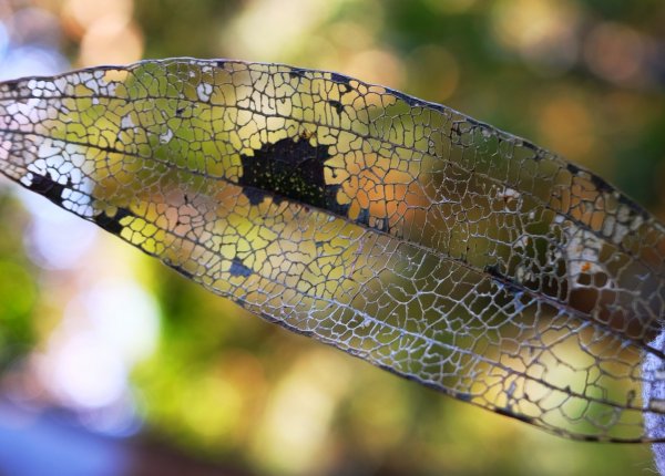 光影森林-那結山縱走貴妃山773705