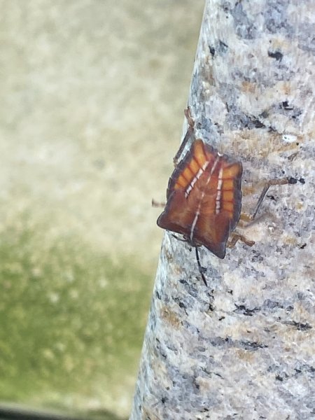 【四獸山 Short】虎豹象先行！獅山封閉中，等新步道開箱再相見2888826