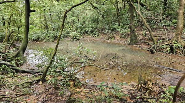 20251115冷水大山-頂中股山2936639