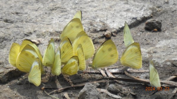 雲山水花鳥蝶-天龍國阿伯的日常3/232458979