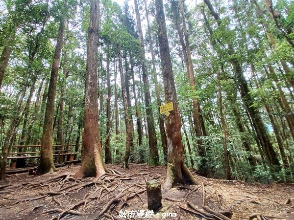 【台中和平】柳杉孟宗竹香杉步道林相豐富。 長壽山(肥崠山)山徑2880618