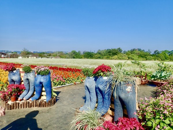 2019新社花海2019/11/12734669