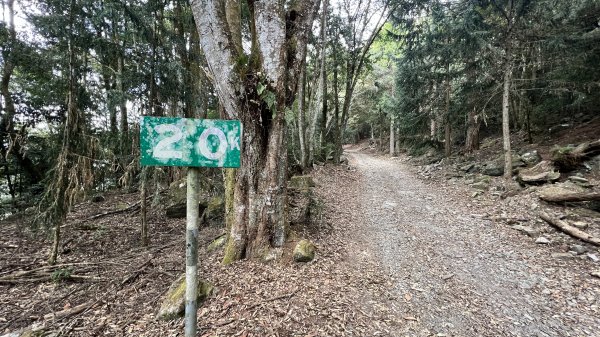 裡冷林道上八仙山標準路線2051838