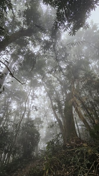 【登頂小百岳；見證九二一】解鎖第57座小百岳，編號047九份二山 🏔️2952084