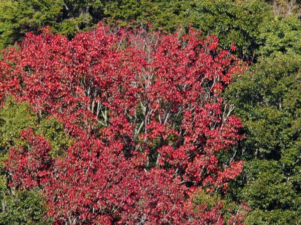 鳶嘴稍來山之楓紅／雲海2974045