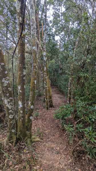 橫龍山、橫龍古道2682921
