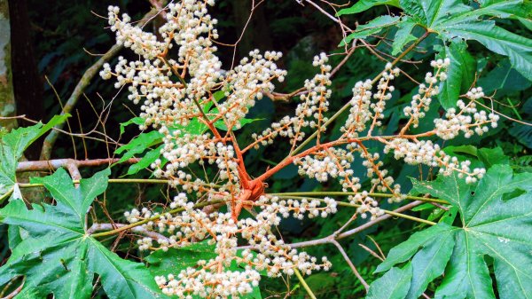 油羅山(一上三下)2959211