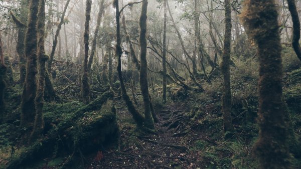 【太加縱走】魔幻森林中尋找遺落的珍珠898526