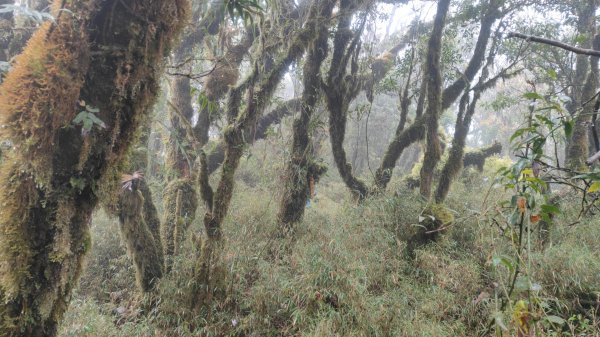 茶仁山單攻2025年4月4日2753326