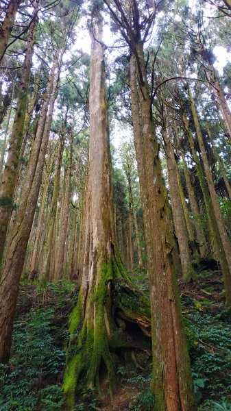 山林美境尋寶石特富野古道202009031090815