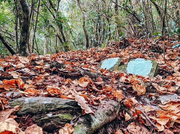 【井步山】屏東霧台最深處阿禮部落登山，鋪上金黃紅楓葉大道迎接1998182