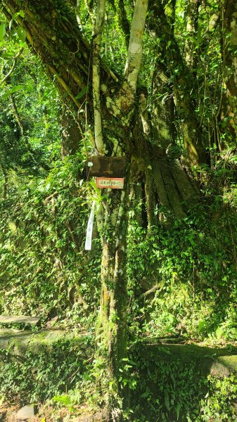 2026-0204 中坑古道_下坑古道O型3005570