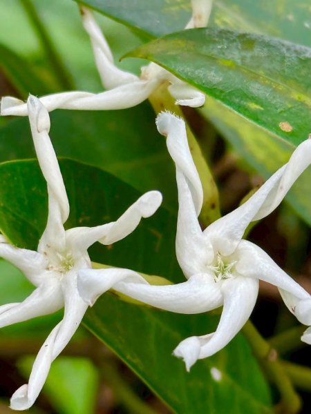 嶺頭觀日步道，西九分坑山O走2809646