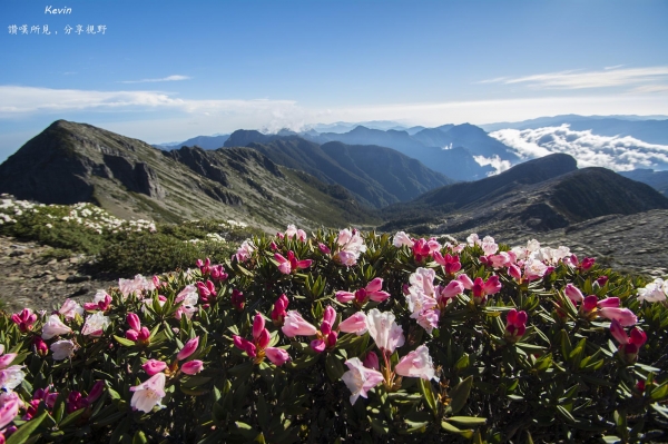 雪山圈谷杜鵑盛開49549