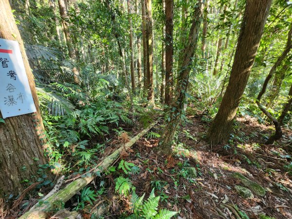 20250112貴妃山那結山外鳥嘴山蓮包山O型2727171