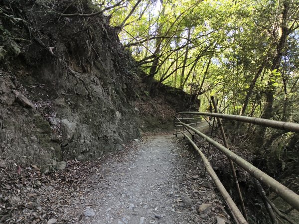 [皮皮獅探險隊-11/10] 2025_1010 隱藏任務–司馬庫斯神木群步道2912329