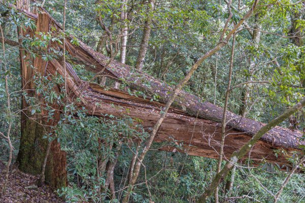 谷關七雄_屋我尾山2977018