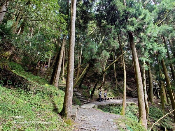 【新竹】觀霧森林遊樂區：檜山巨木群步道2397405