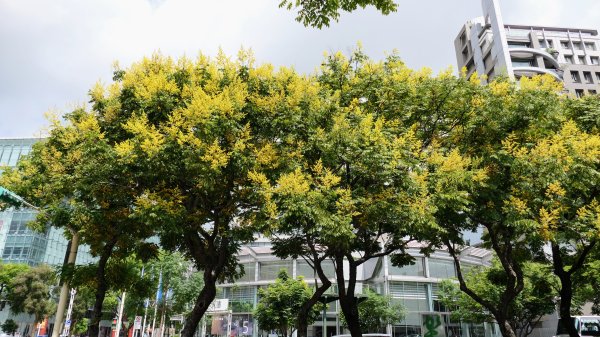 台灣欒樹,淡水紅樹林2605657