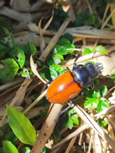 七星山二進2894965